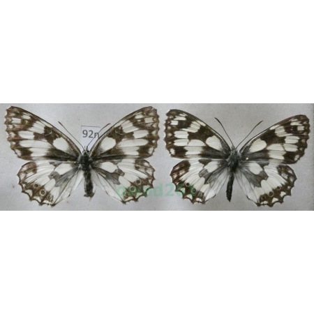 Melanargia galathea (Linnaeus, 1758) pair Polowiec szachownica Poland92n